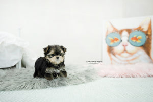 Teacup Morkie Male [Oliver] - Lowell Teacup Puppies inc