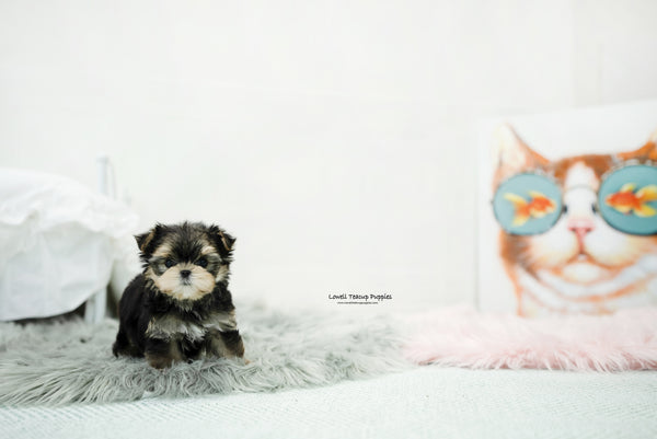 Teacup Morkie Male [Oliver] - Lowell Teacup Puppies inc