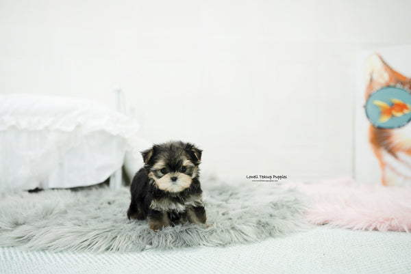 Teacup Morkie Male [Oliver] - Lowell Teacup Puppies inc