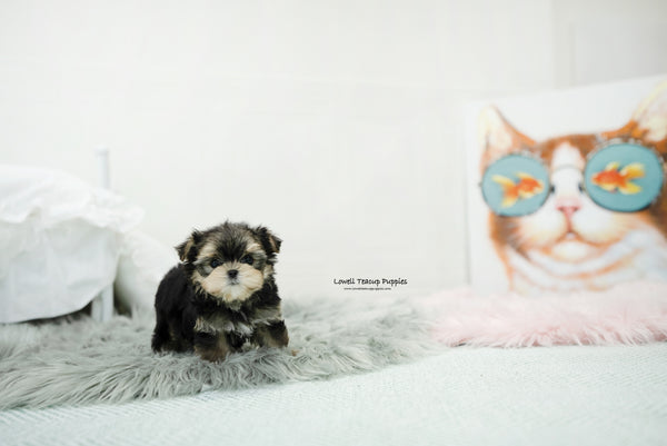 Teacup Morkie Male [Oliver] - Lowell Teacup Puppies inc