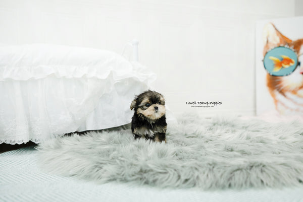 Teacup Morkie Male [Oliver] - Lowell Teacup Puppies inc