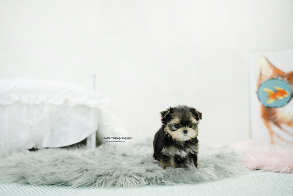 Teacup Morkie Male [Oliver] - Lowell Teacup Puppies inc