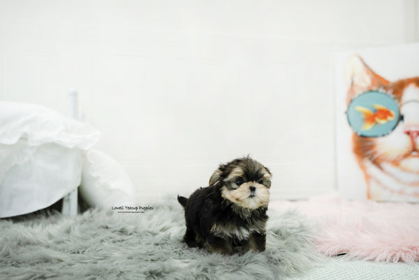 Teacup Morkie Male [Oliver] - Lowell Teacup Puppies inc