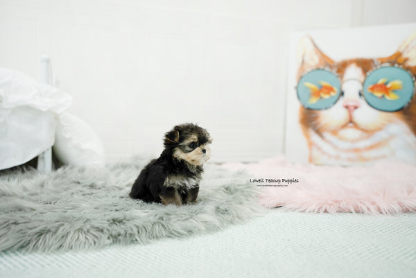 Teacup Morkie Male [Oliver] - Lowell Teacup Puppies inc