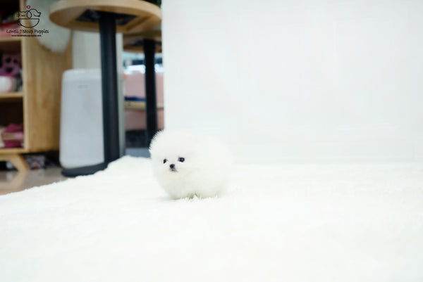 Teacup Pomeranian Male [Benjamin] - Lowell Teacup Puppies inc