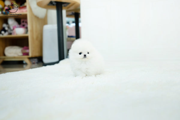 Teacup Pomeranian Male [Benjamin] - Lowell Teacup Puppies inc