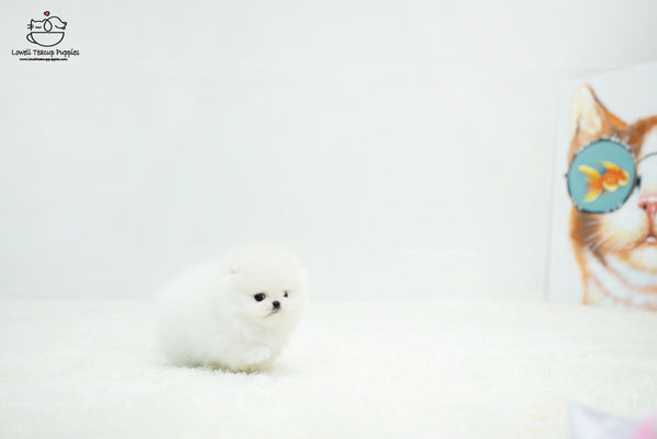 Teacup Pomeranian Male [Benjamin] - Lowell Teacup Puppies inc