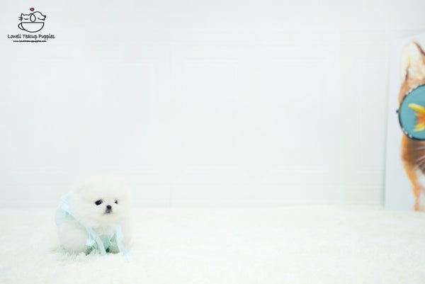 Teacup Pomeranian Male [Benjamin] - Lowell Teacup Puppies inc