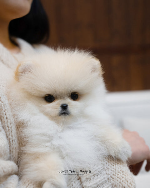 Teacup Pomeranian Male [Luca] - Lowell Teacup Puppies inc