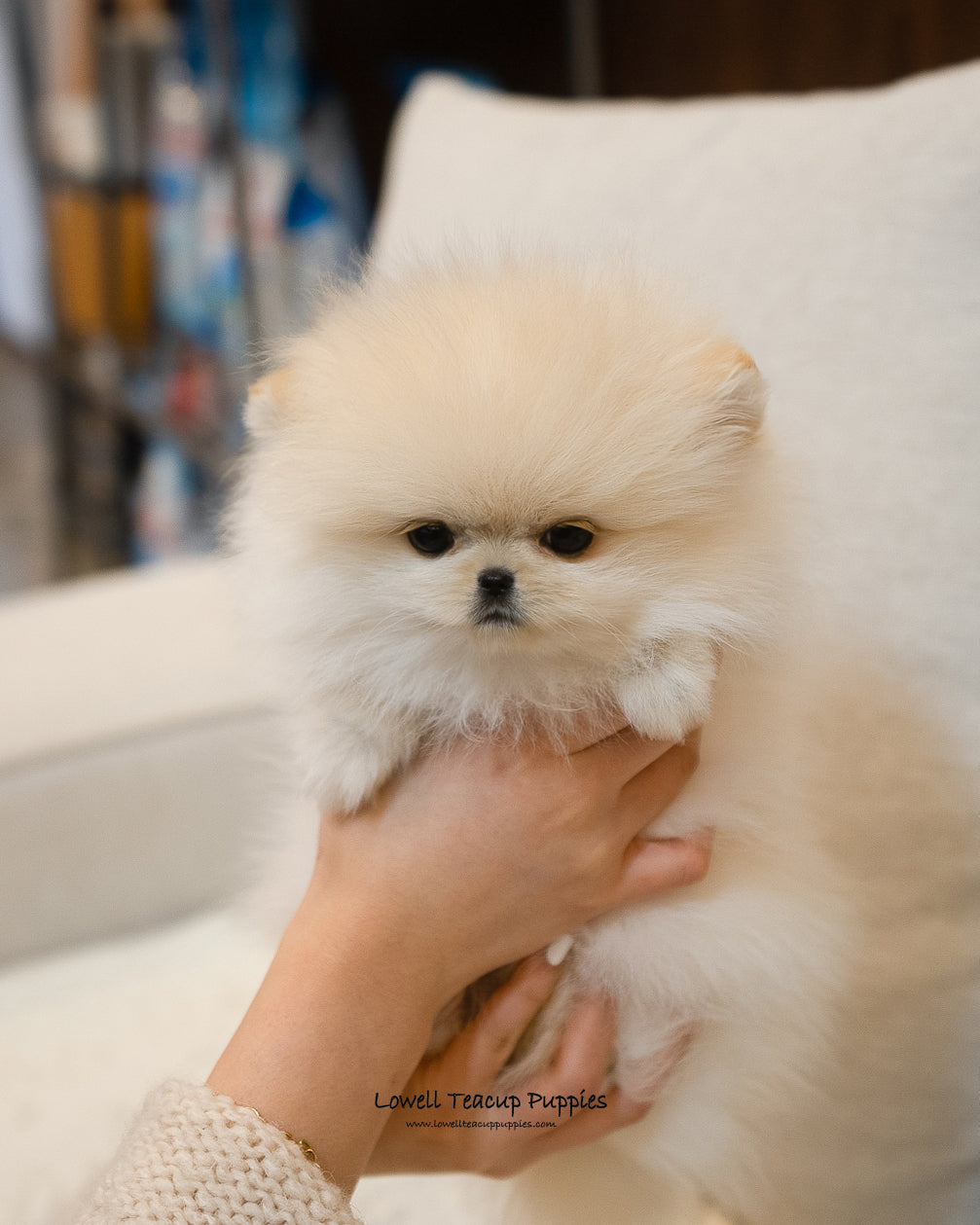 Teacup Pomeranian Male [Luca] - Lowell Teacup Puppies inc