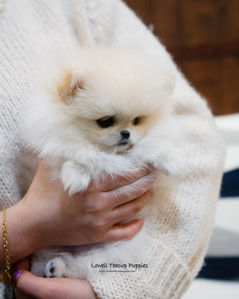 Teacup Pomeranian Male [Luca] - Lowell Teacup Puppies inc