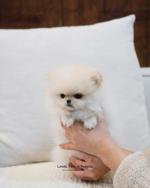 Teacup Pomeranian Male [Luca] - Lowell Teacup Puppies inc