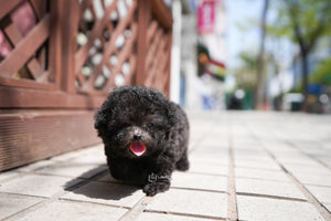 Teacup Poodle Male [Caleb] - Lowell Teacup Puppies inc