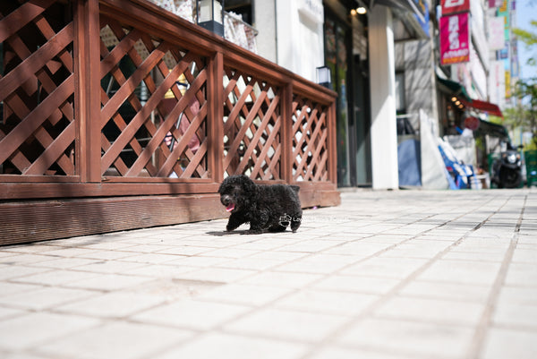 Teacup Poodle Male [Caleb] - Lowell Teacup Puppies inc
