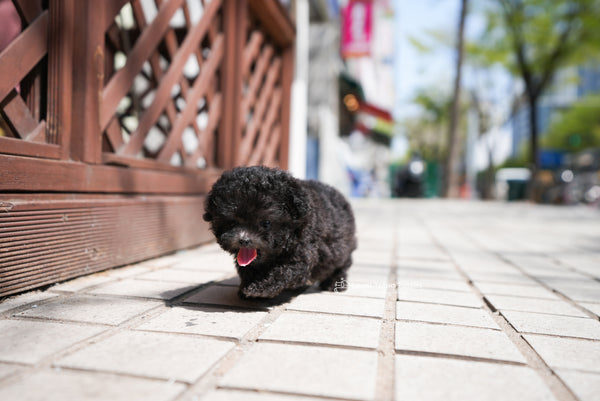 Teacup Poodle Male [Caleb] - Lowell Teacup Puppies inc