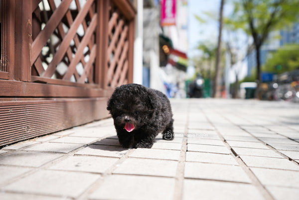 Teacup Poodle Male [Caleb] - Lowell Teacup Puppies inc
