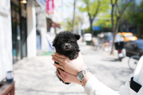 Teacup Poodle Male [Caleb] - Lowell Teacup Puppies inc
