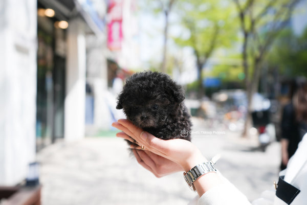 Teacup Poodle Male [Caleb] - Lowell Teacup Puppies inc