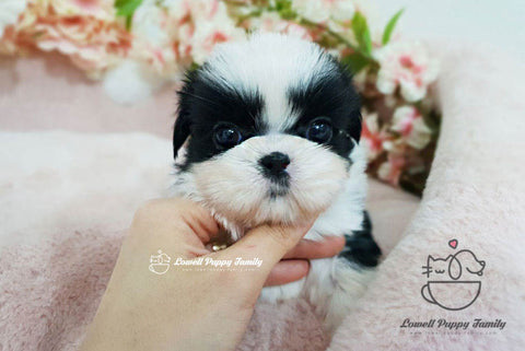Teacup Maltipoo Female [Tiramisu] - Lowell Teacup Puppies inc