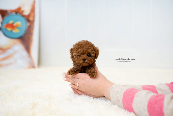 Teacup Poodle Female [Lina] - Lowell Teacup Puppies inc