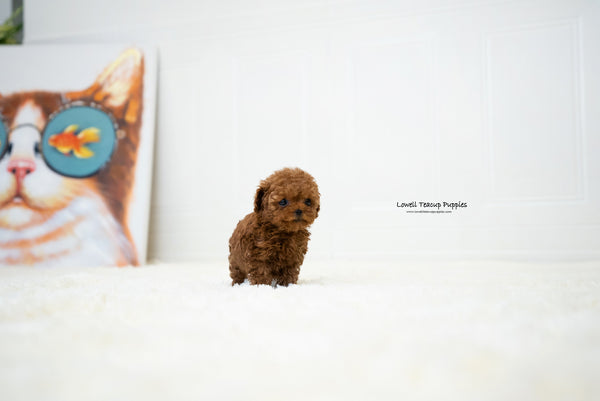 Teacup Poodle Female [Lina] - Lowell Teacup Puppies inc