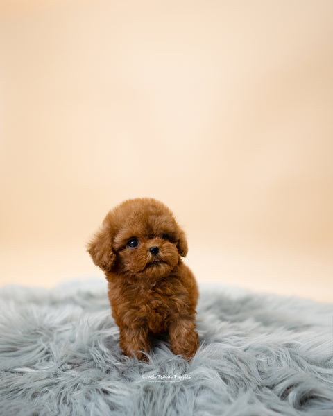 Teacup Poodle Male [Issac] - Lowell Teacup Puppies inc