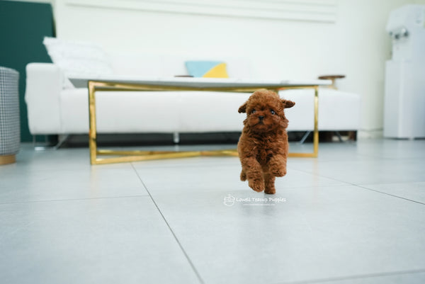 Teacup Poodle Female [Mini] - Lowell Teacup Puppies inc