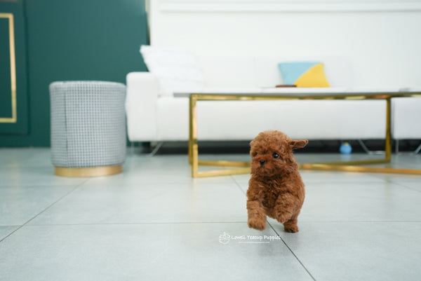 Teacup Poodle Female [Mini] - Lowell Teacup Puppies inc