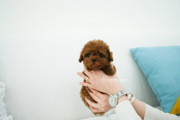 Teacup Poodle Female [Mini] - Lowell Teacup Puppies inc