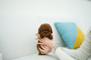 Teacup Poodle Female [Mini] - Lowell Teacup Puppies inc