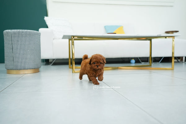 Teacup Poodle Female [Mini] - Lowell Teacup Puppies inc