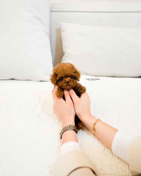 Teacup Maltipoo Male [Otto]