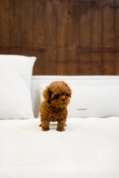 Teacup Maltipoo Male [Otto]
