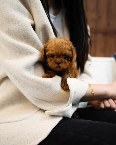 Teacup Maltipoo Male [Otto]