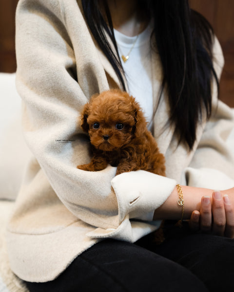 Teacup Maltipoo Male [Otto]