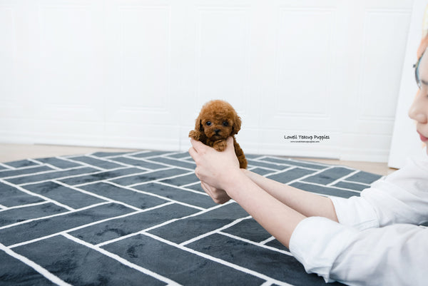 Teacup Poodle Female [Alice] - Lowell Teacup Puppies inc