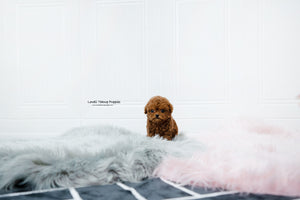 Teacup Poodle Male [Sonny] - Lowell Teacup Puppies inc