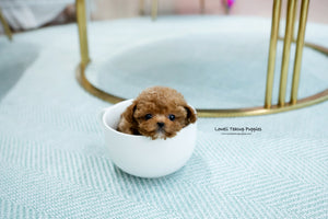Teacup Poodle Male [Peaunt] - Lowell Teacup Puppies inc