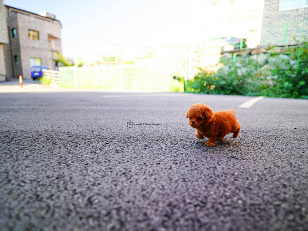 Teacup Poodle Male [Momo] - Lowell Teacup Puppies inc
