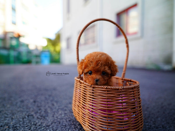 Teacup Poodle Male [Momo] - Lowell Teacup Puppies inc