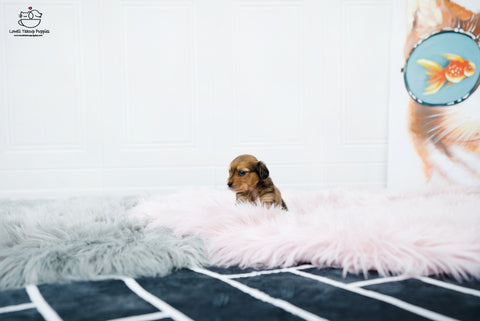 Teacup Dachshund Male [Koda] - Lowell Teacup Puppies inc