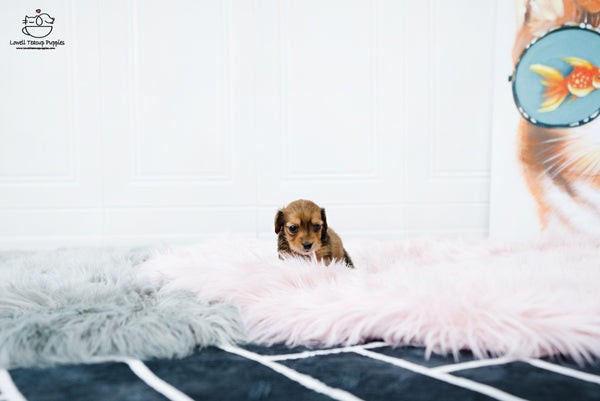 Teacup Dachshund Male [Koda] - Lowell Teacup Puppies inc