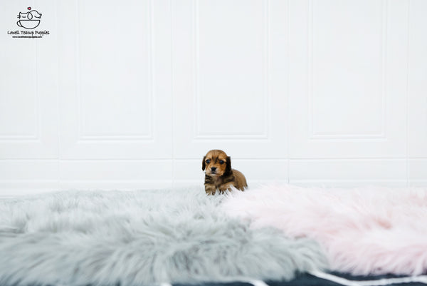 Teacup Dachshund Male [Koda] - Lowell Teacup Puppies inc
