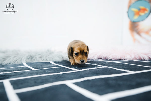 Teacup Dachshund Male [Koda] - Lowell Teacup Puppies inc