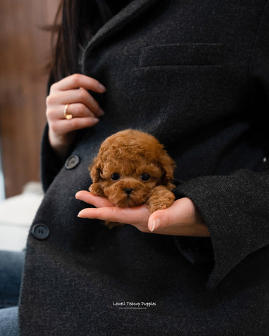 Teacup Poodle Male [William] - Lowell Teacup Puppies inc