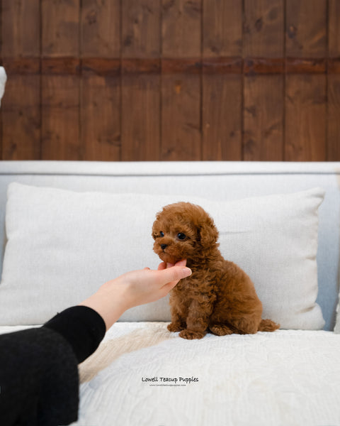 Teacup Poodle Male [William] - Lowell Teacup Puppies inc