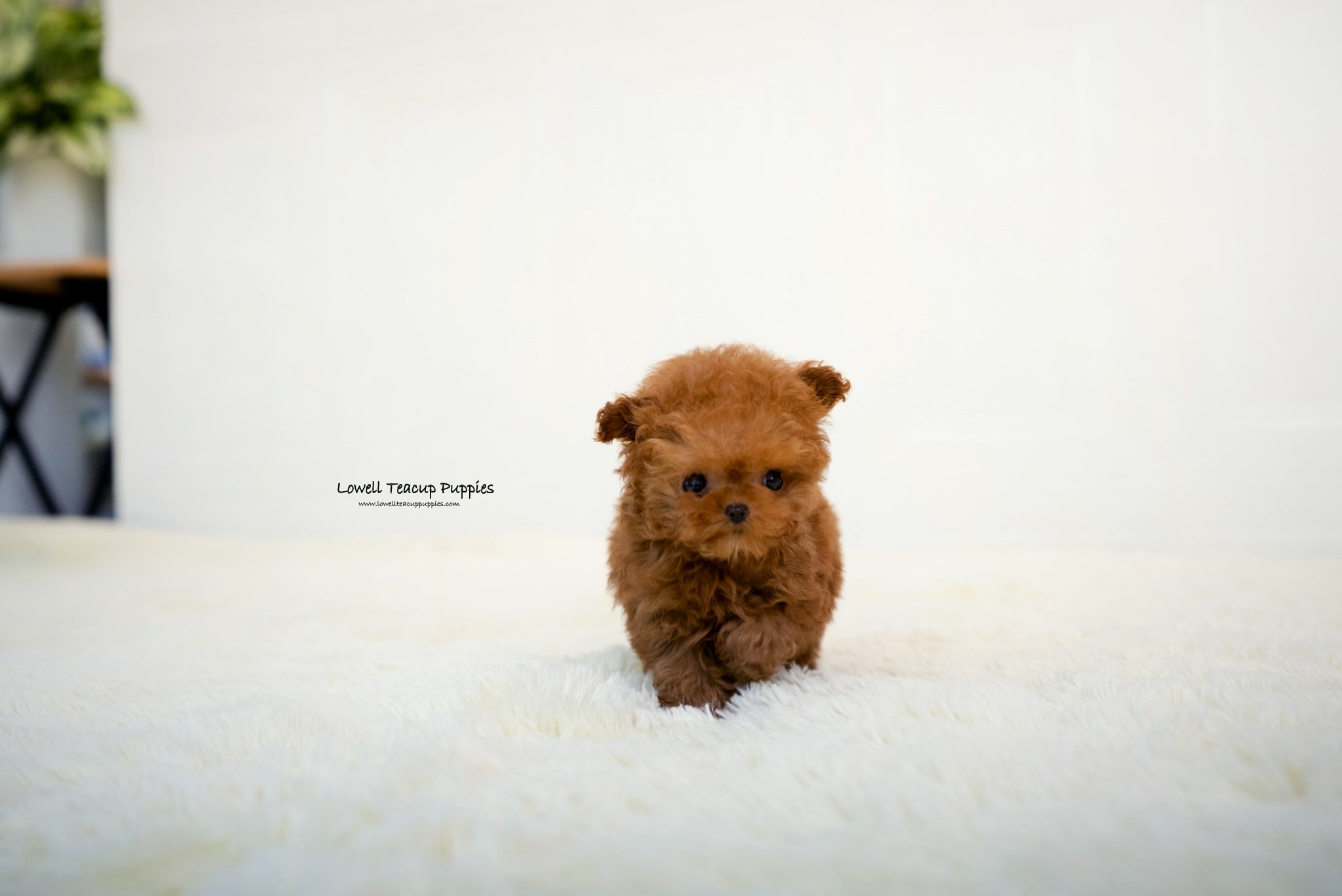 Yelena Rivkin / Teacup Poodle Male [Thor] - Lowell Teacup Puppies inc