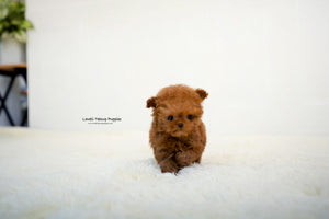 Yelena Rivkin / Teacup Poodle Male [Thor] - Lowell Teacup Puppies inc