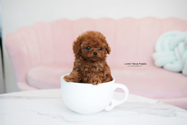 Teacup Poodle Male [Dean] - Lowell Teacup Puppies inc