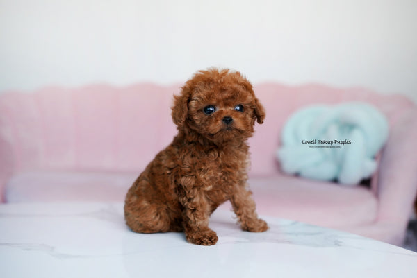 Teacup Poodle Male [Dean] - Lowell Teacup Puppies inc